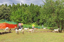 エンジェルキッズ